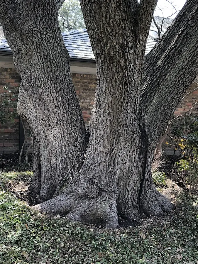 Mature heritage tree close to a Gibsonia property cared for by certified arborists